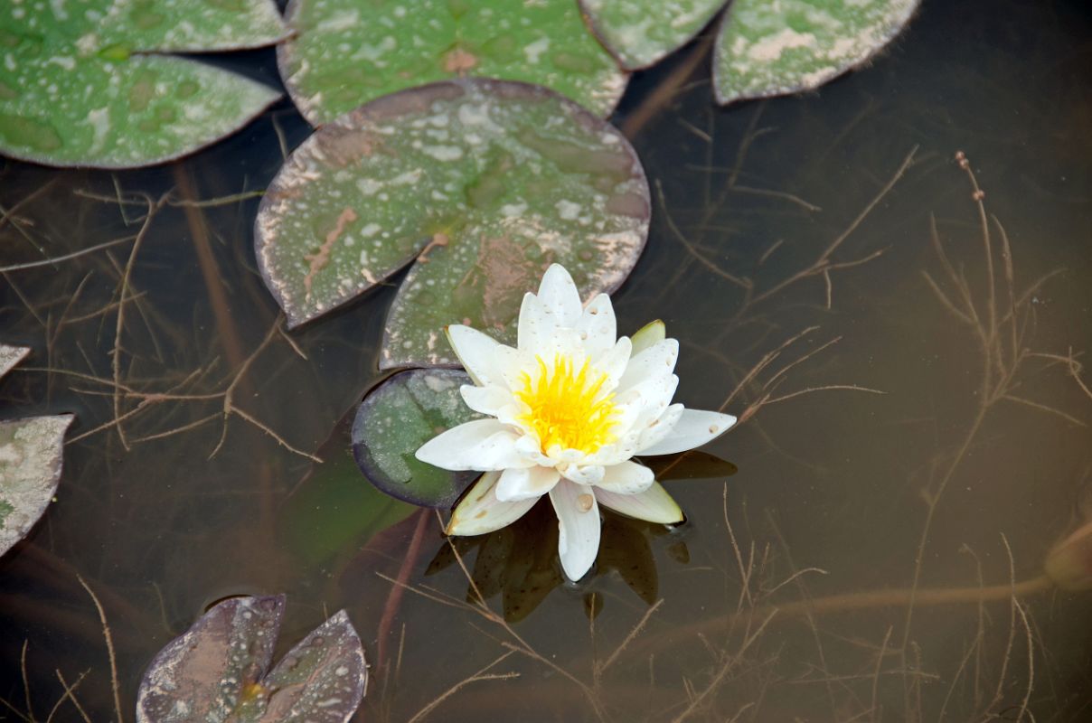 21 Kashgar Donghu East Lake Lotus Pond White Lotus